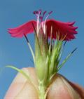 Dianthus barbatus